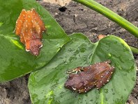cinnamon tree frog.jpg