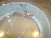 TX Banded Gecko female Ft. Stockton, TX Pic 1.JPG