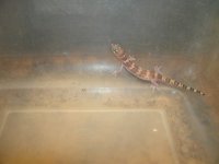 TX Banded Gecko female Ft. Stockton, TX Pic 2.JPG