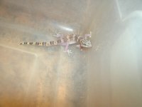 TX Banded Gecko female Ft. Stockton, TX Pic 3.JPG