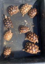 IMG_0578.jpeg