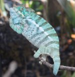 FernandoJrxRhaemale4.10.2.jpg
