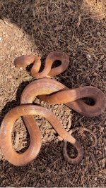 DRMB Boa Baby.jpg