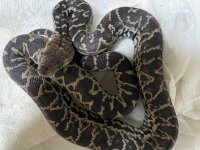 Cuban Boa Baby Male 2.jpg