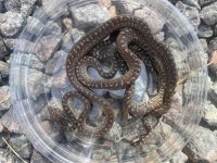 Eleuthera Babies.jpg