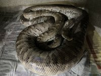 Eleuthera Mom.jpg