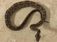 Mexican Boa Baby.jpg