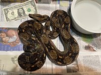 Mexican Boa Dad.jpg