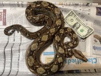 Mexican Boa Mom.jpg