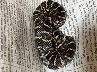 Florida Kingsnake Baby.jpg
