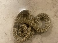 Florida Kingsnake Female Adult.jpg