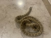 Florida Kingsnake Male Adult.jpg