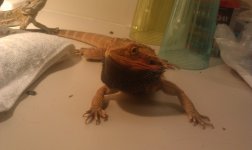 IMAG0217.jpg