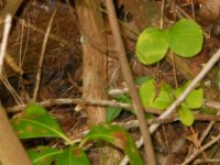 Fence Lizard 1.jpg