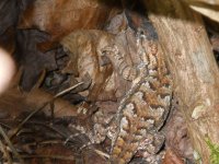 Fence Lizard 2.jpg