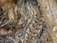 Fence Lizard 3.jpg