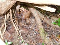 Fence Lizard 4.jpg