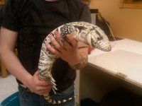 blue tegu.jpg blue tegu.jpg