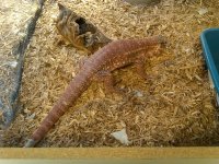 red tegu.jpg red tegu.jpg