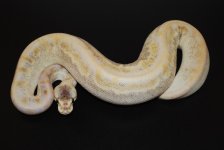 2010 Pastel Champagne Female (5).jpg