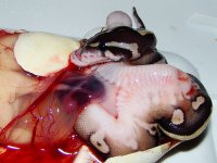 deformed2.jpg