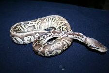 251692_10150235923346712_556541711_7601322_6825253_n[1].jpg