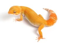 geckodaddy_leopargecko_sunglow_female061310_03_large.jpg