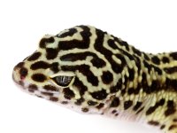 geckodaddy_leopargecko_HMR2_032110_m_02.JPG
