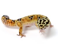 geckodaddy_leopargecko_Emerine_040910_m_02.JPG