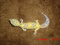 hypo female 1.jpg