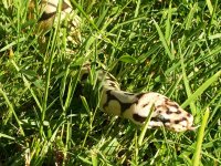 cPICT0052.jpg