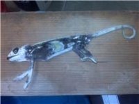 dead cham.jpg