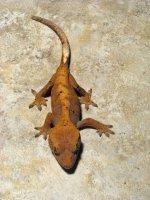 Gecko1.jpg