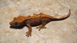 Gecko2.jpg