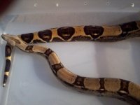 new laddertail.JPG