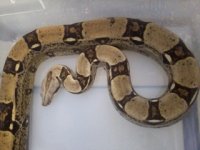 new red tail.JPG
