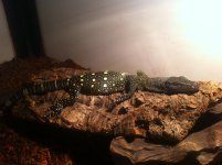 croc1.jpg