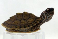 Texas_Map_Turtle.jpg