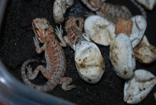 2010 babies 004.jpg