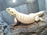 dragon male for.jpg