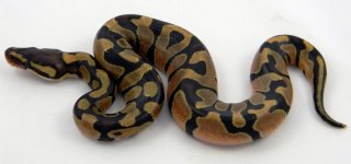 Enchi Freak.jpg