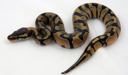 Hot Enchi.jpg