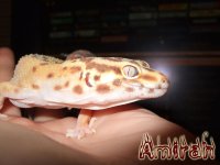 Amirah01.jpg