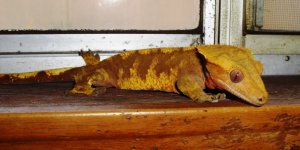 crestie 001.jpg