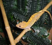 crestie 004.jpg