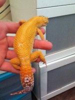sunglow male.jpg