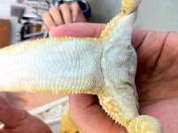Dragon 3.JPG