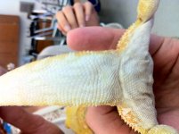 Dragon 4.JPG