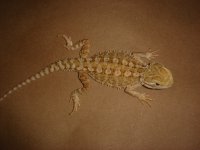 DSC00508.jpg