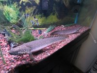 fish 007.jpg